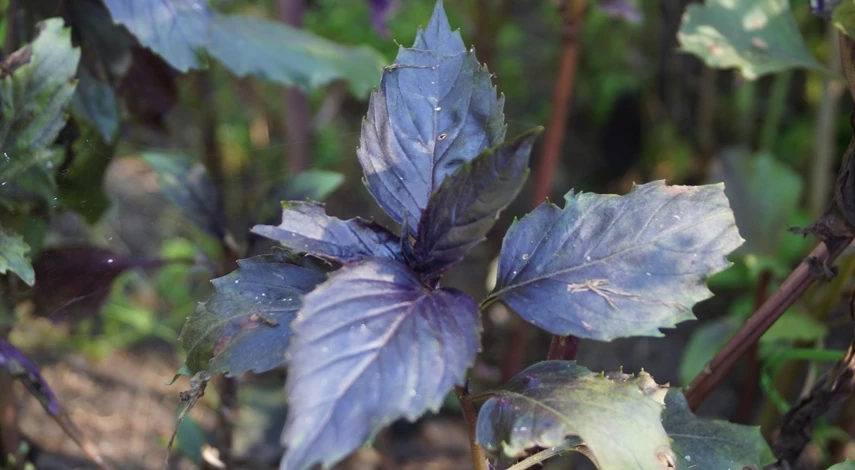 базилик ароматные растения