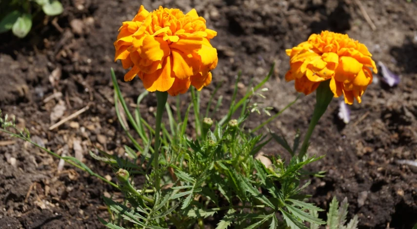 бархатцы ароматные цветы