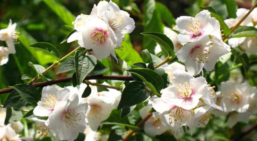 чубушник ароматное растение