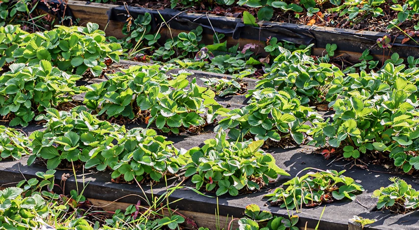 подкормка клубники после сбора урожая