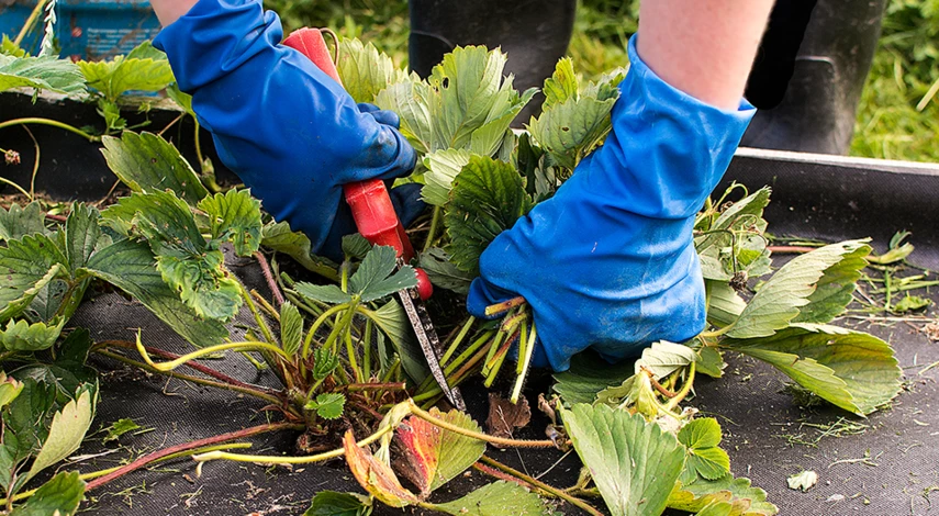 подкормка клубники после обрезки