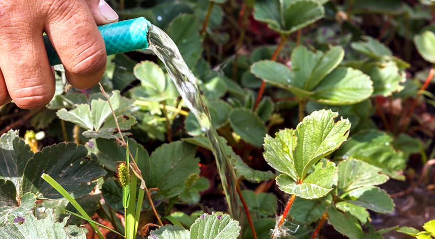 подкормка клубники после плодоношения в июле