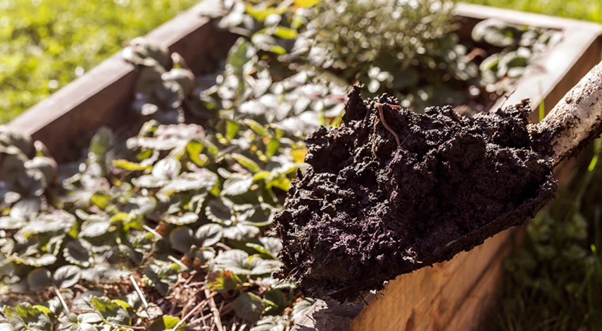 чем подкормить клубнику после