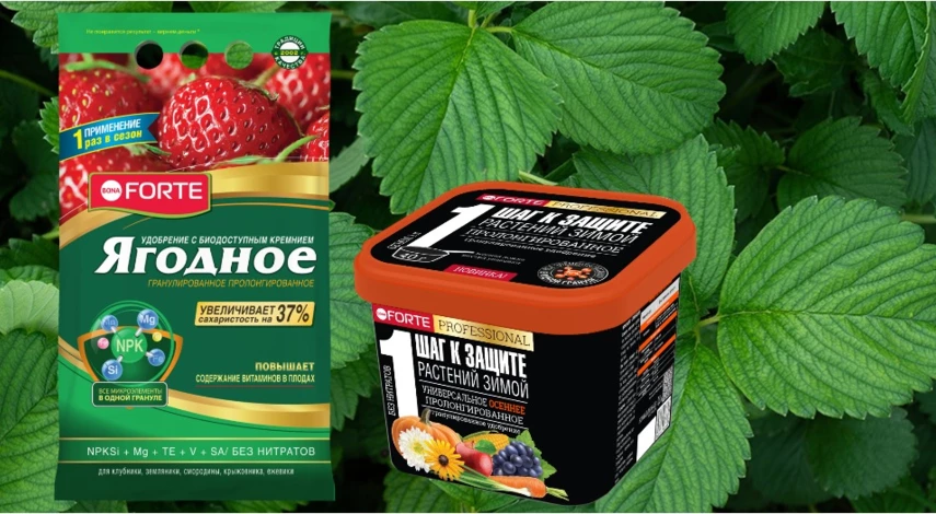 чем подкормить клубнику после урожая