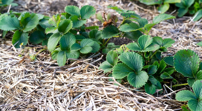 чем подкормить клубнику после сбора урожая