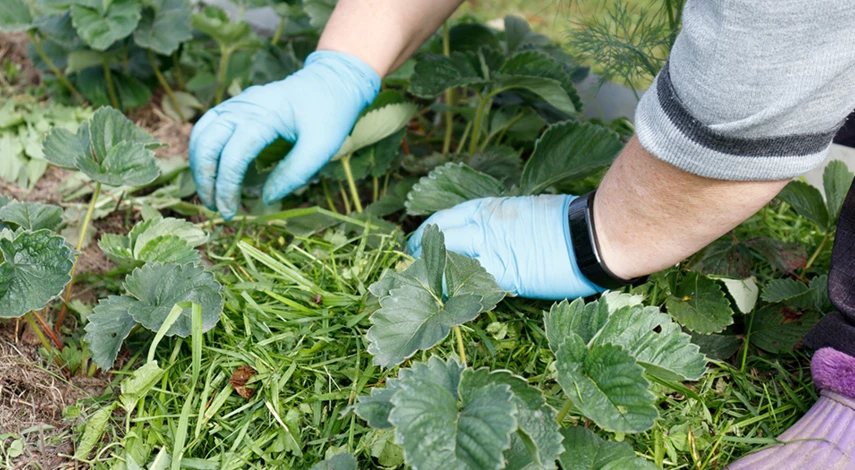 чем подкормить клубнику после плодоношения в июле