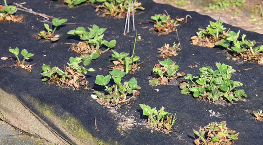 подкормка клубники летом