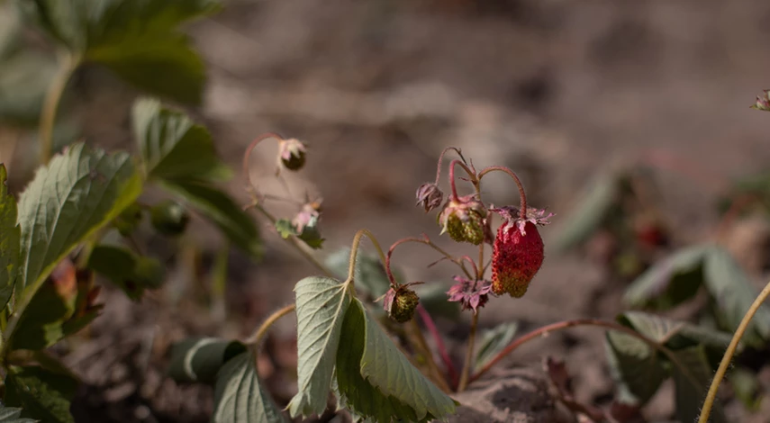 август подкормка клубники