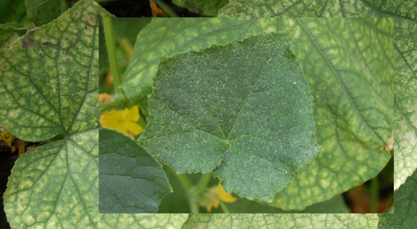паутинный клещ на листьях огурца