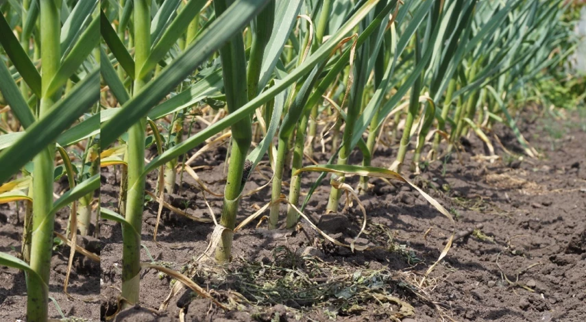 подкормка чеснока в июне в открытом грунте