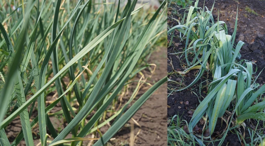 подкормка чеснока в июне