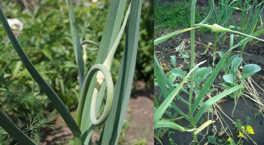 подкормка чеснока в мае