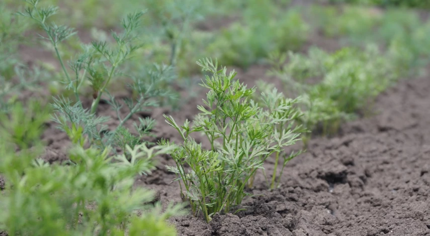подкормка моркови в открытом грунте
