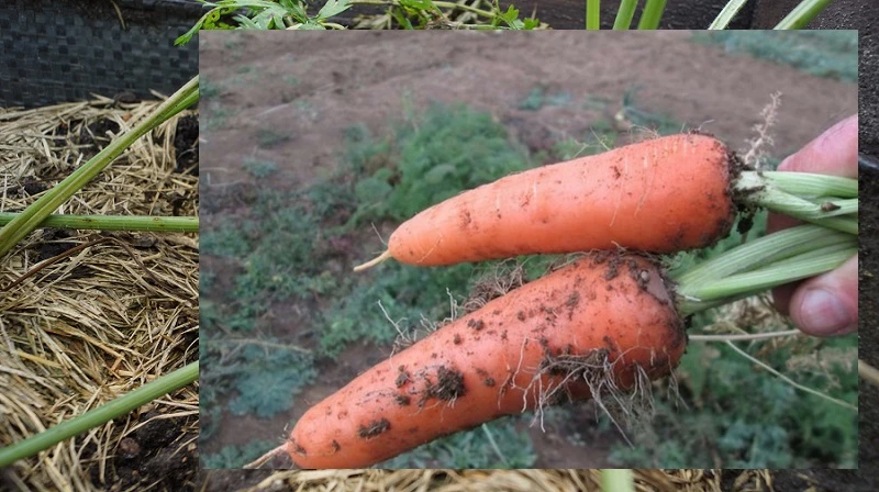 подкормка моркови после всходов