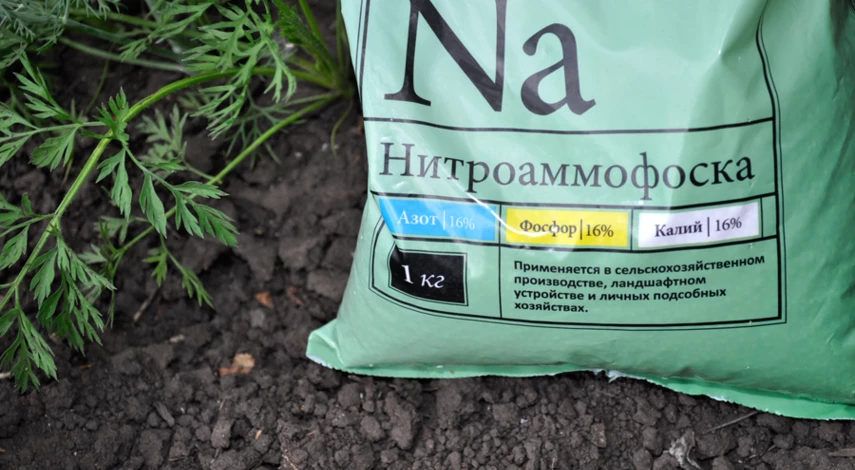 подкормить морковь после всходов в открытом