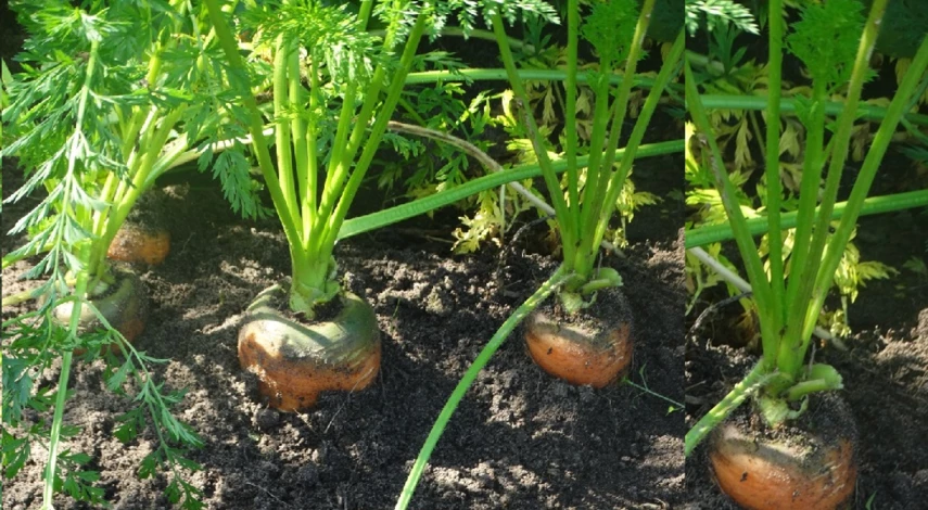 подкормка моркови в открытом грунте в июне