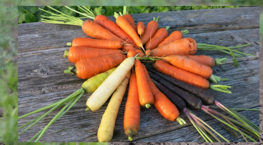 чем подкормить морковь