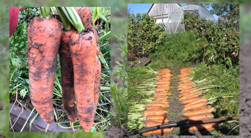 чем подкормить всходы моркови