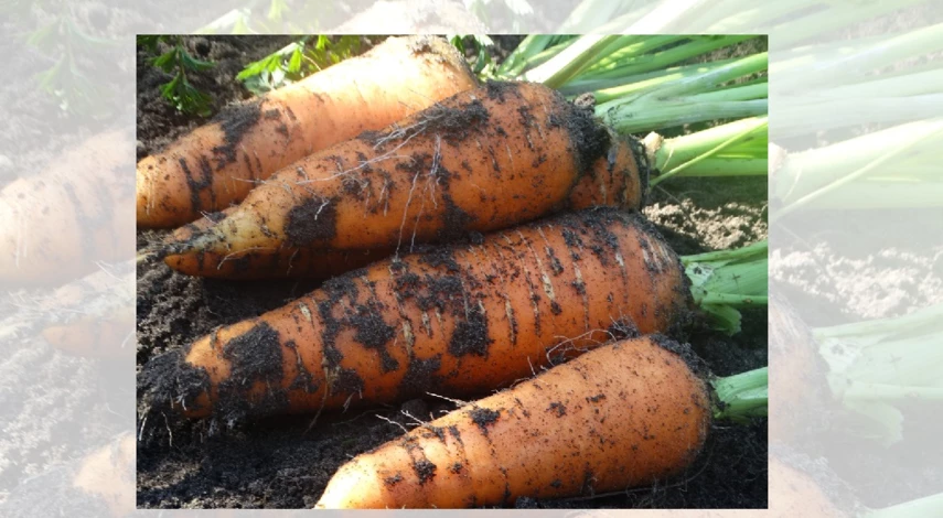 чем подкармливать морковь в открытом грунте