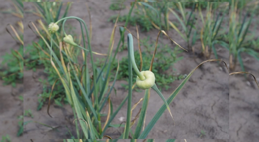 вторая подкормка чеснока