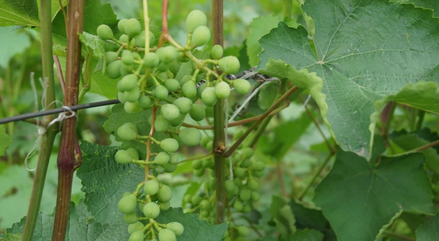 виноградный клещ