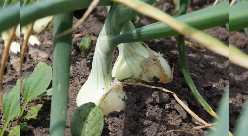 чем подкормить лук