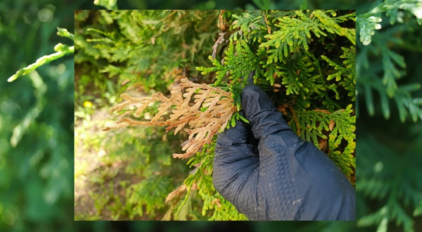 стрижка туи смарагд