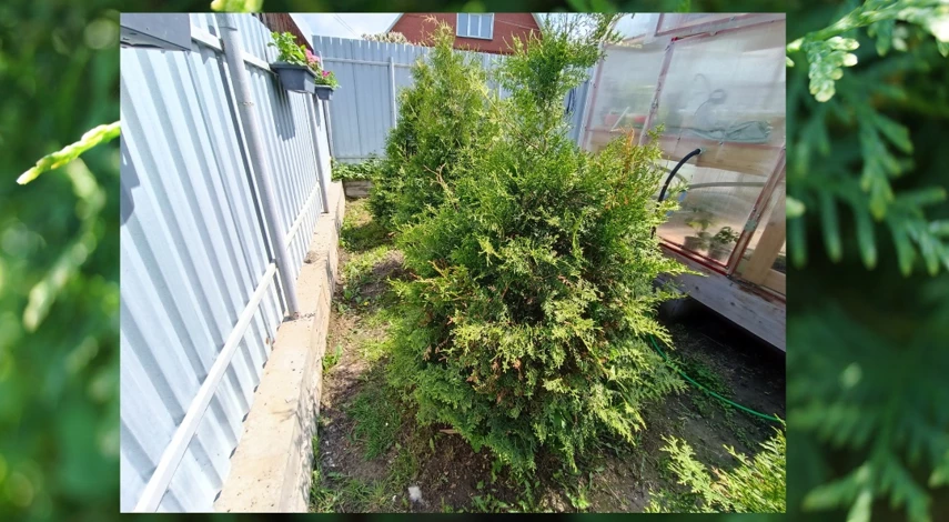 стрижка туи брабант