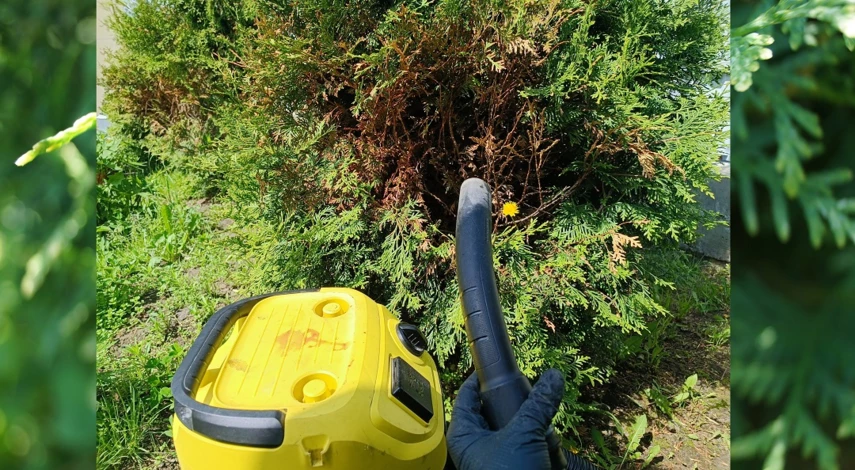 когда стричь туи