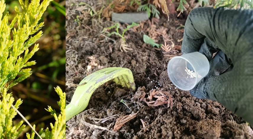 какие туи стригут