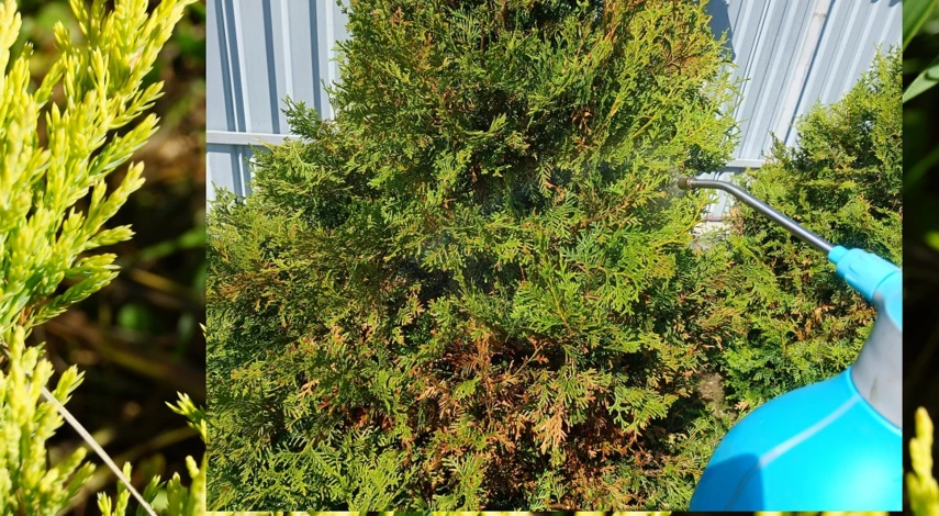 туя обрезка и формирование