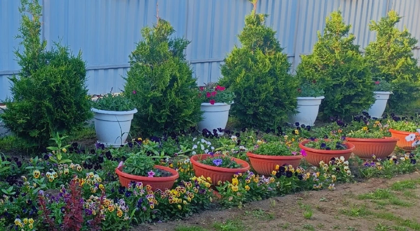 как обрезать туи