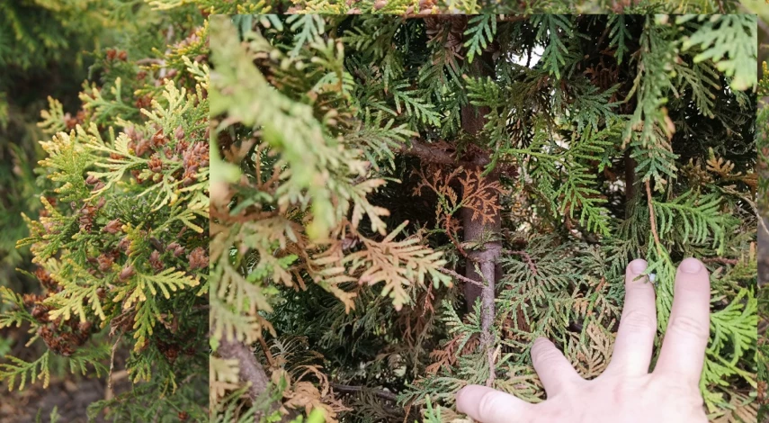 обрезка туи летом