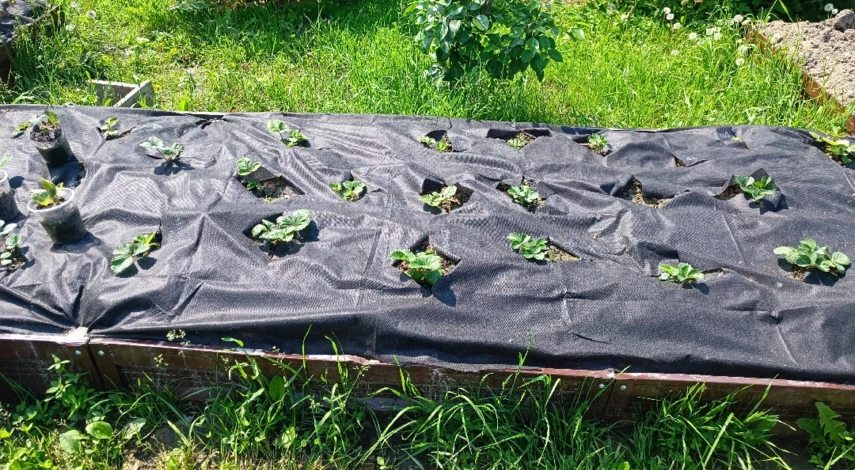 как сделать высокую грядку для клубники