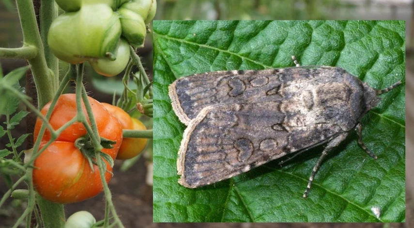 совка на помидорах