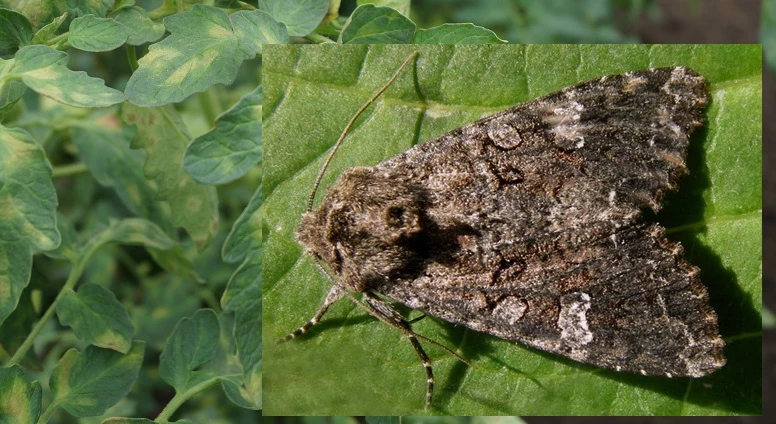 совка как бороться на помидорах