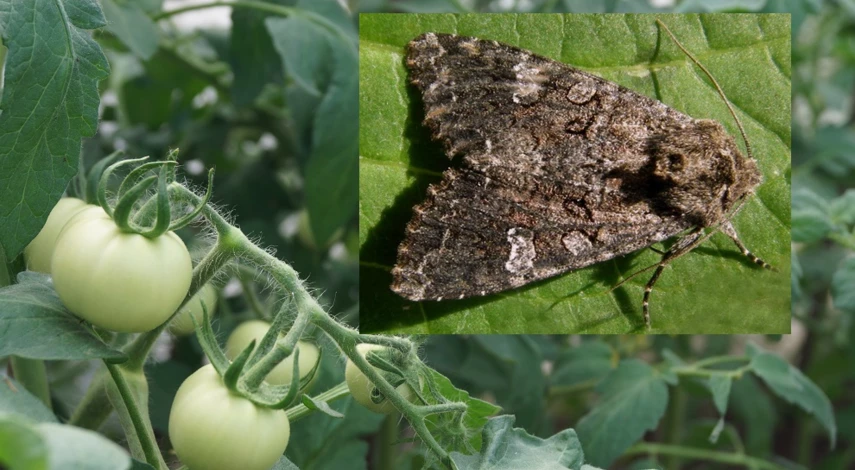 совка на помидорах методы борьбы