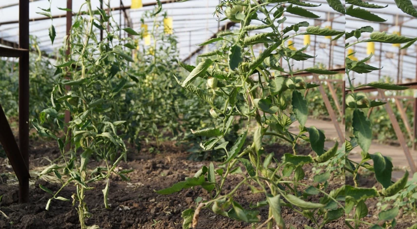 борьба с совкой на помидорах