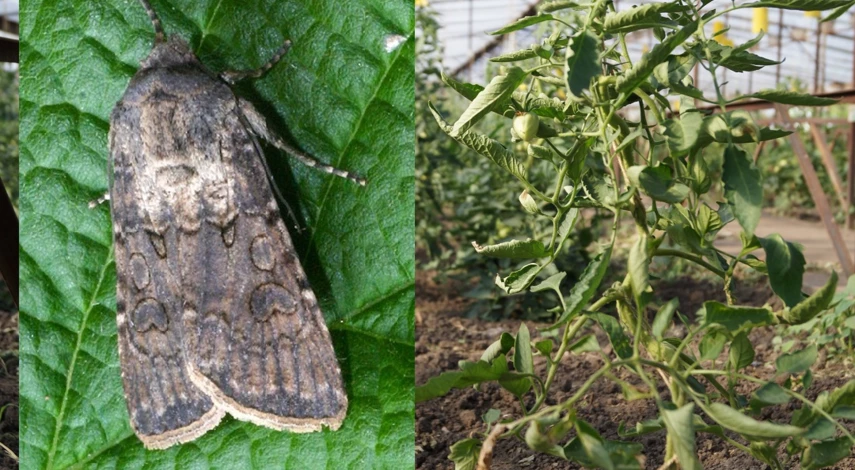 препараты от совки на помидорах