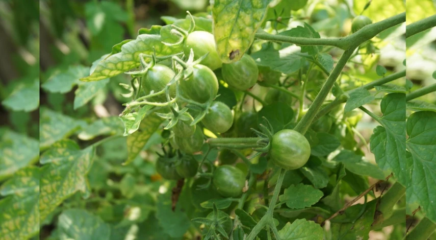 совка гусеница на помидорах