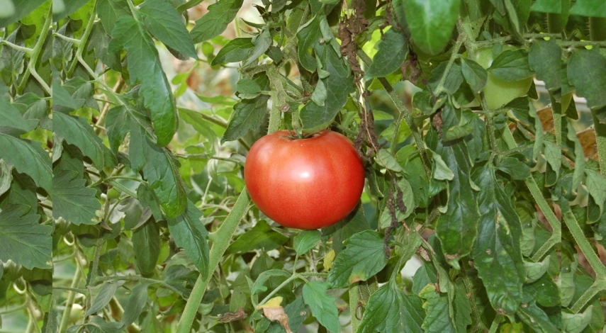 совка на томатах