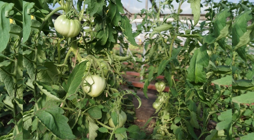 совка на томатах в теплице