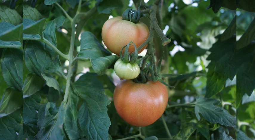 чем обработать томаты от совки