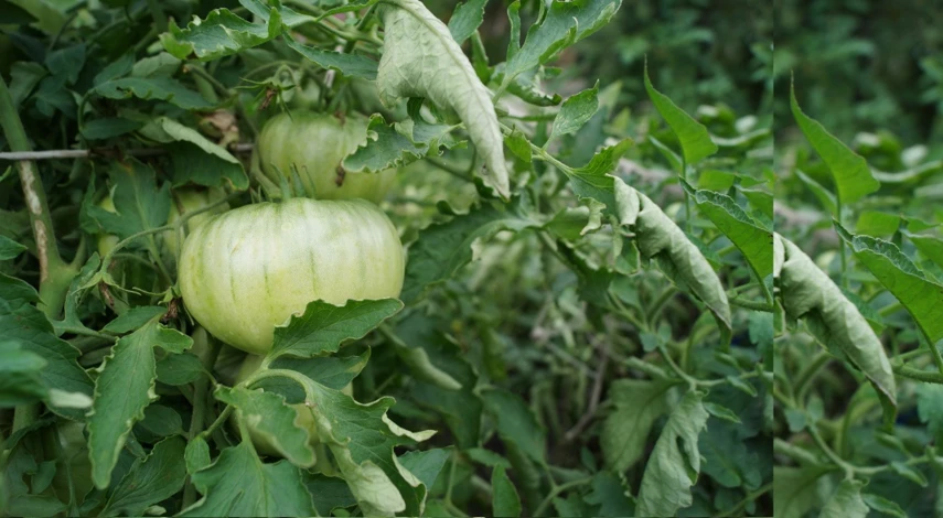 совка на томатах фото