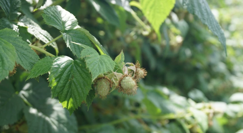 зеленое черенкование летом