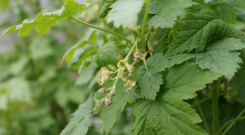 как укоренить черенки летом