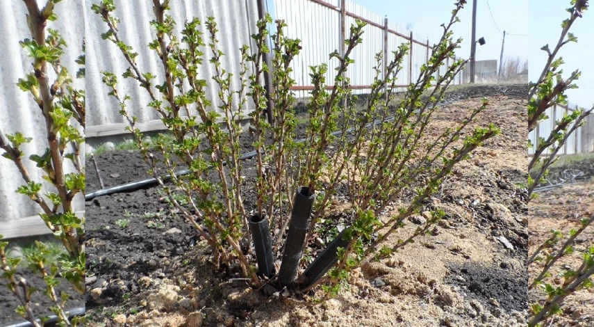 как размножить крыжовник отводком