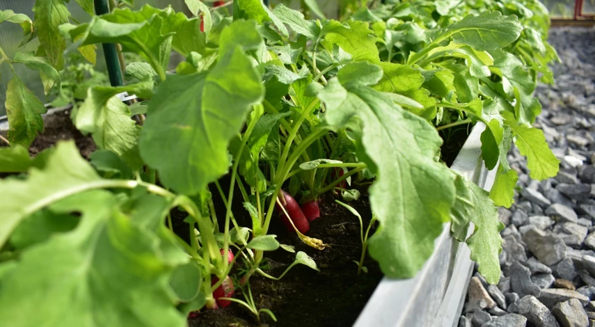 что поливать в огороде