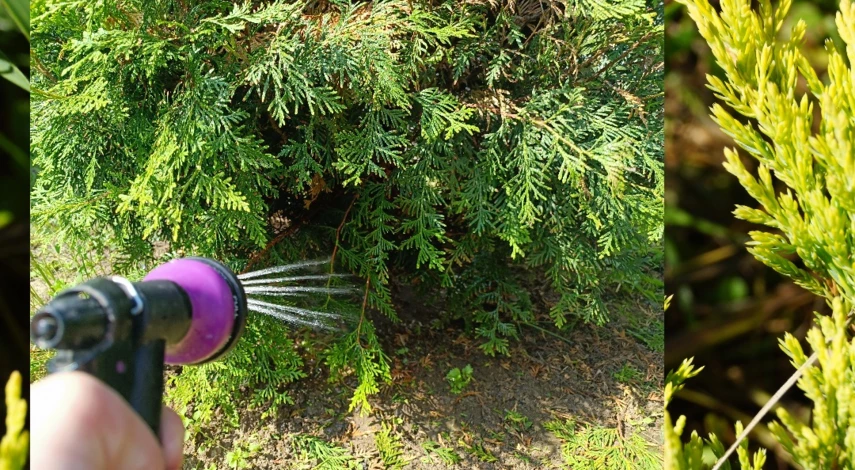 туя после стрижки