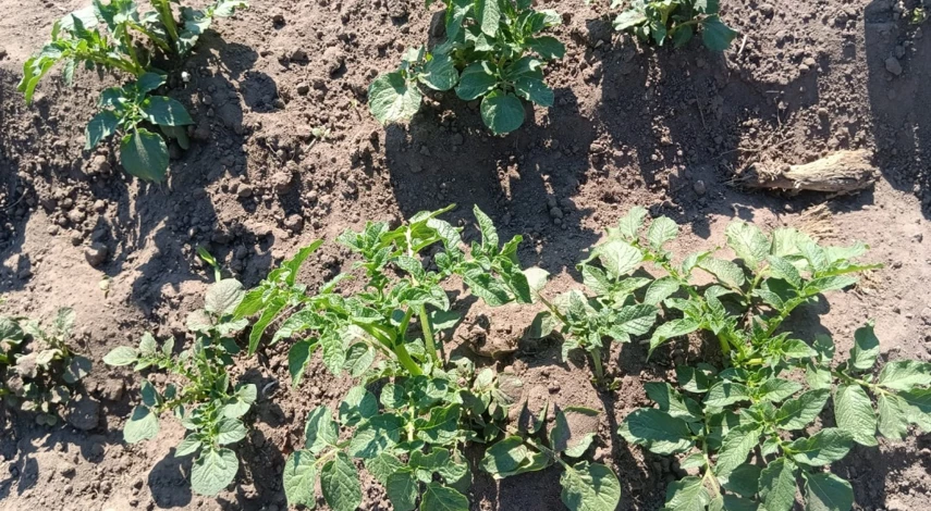 фитофтора на картофеле